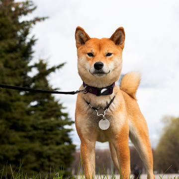 Hundehalsband-Etui für Apple AirTag Black Ortungsgerät