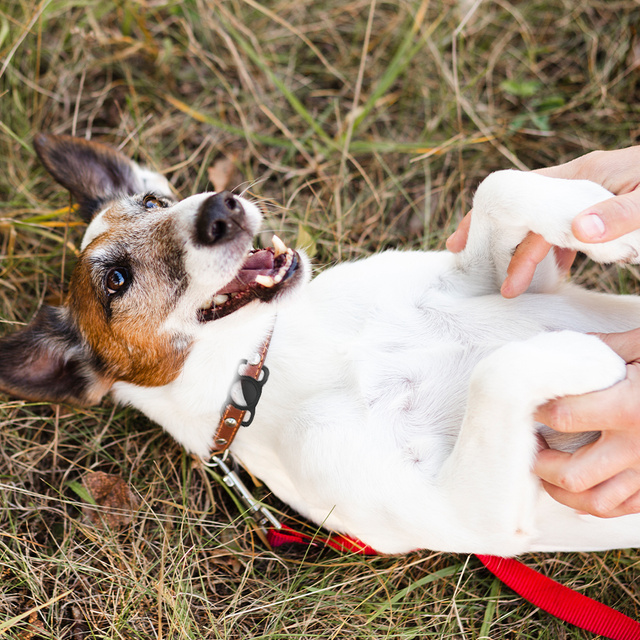 Puzdro na obojok pre domáce zvieratá pre lokátor Apple AirTag Black