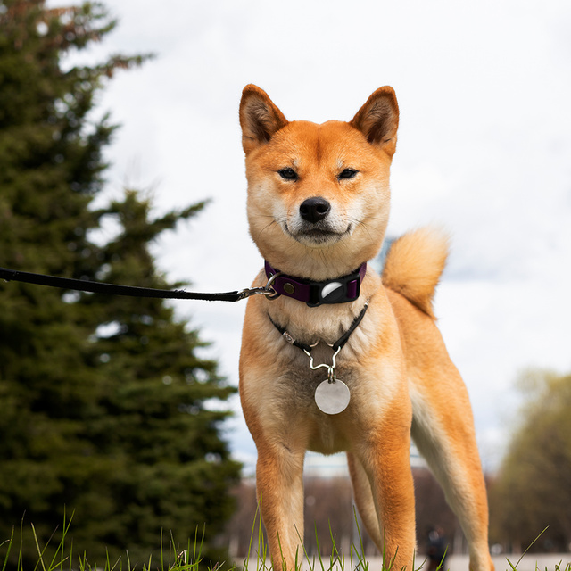 Puzdro na obojok pre domáce zvieratá pre lokátor Apple AirTag Black