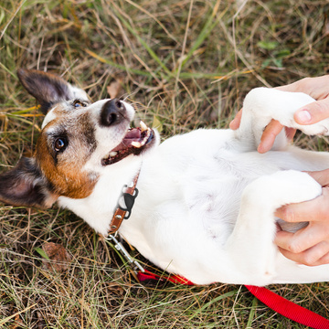 Hundehalsband-Etui für Apple AirTag Black Ortungsgerät